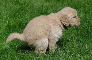 Diarree-bij-de-hond