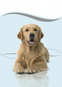 Golden-retriever