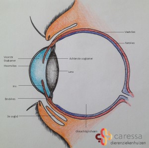 Hond-met-ontstoken-oog-anatomie-oog-branded
