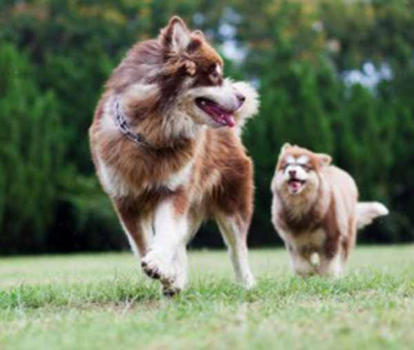 Jonge-hond-en-oude-hond-rennen