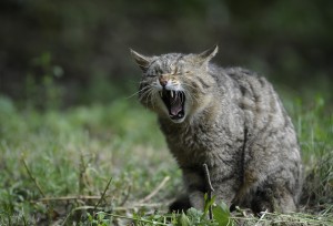 Kat-kan-niet-plassen-persen-op-urine
