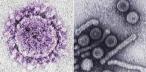 Parvovirus-bij-de-hond