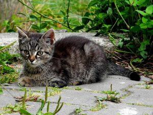 chippen-hond-en-kat-verdwaalde-kat