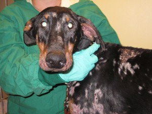 demodex