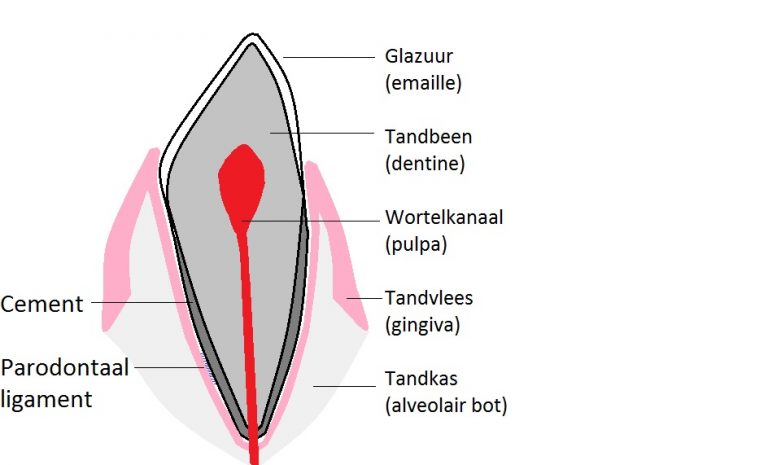 gebit-hond-opbouw-tand