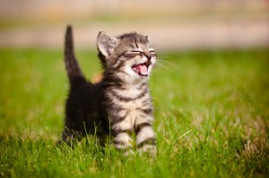 infecties-bij-katten