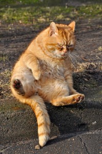 suikerziekte-dieet-voor-kat