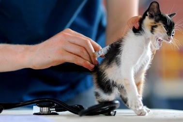 vaccinatie-kitten