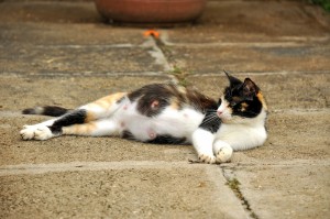 zwangerschap-poes